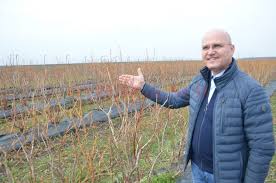 Noi fonduri europene atrase pentru modernizarea devei. CulturÄ De Afini Cu Fonduri Europene Pe Meleaguri Doljene Gazeta De Sud