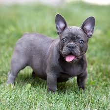 Enter your email address to receive alerts when we have new listings available for female french bulldog puppies for sale. Our Breeding French Bulldog Breed