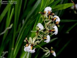 Image result for Ozoroa nigricans