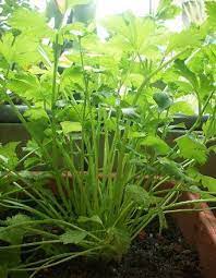 Be the first to review daun sup batalkan balasan. Semua Menjadi Saderi Cina Saderi Cina Atau Lebih Dikenali ÙÙŠØ³Ø¨ÙˆÙƒ