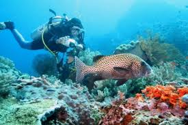 It is connected to the mainland by ferries to our pulau lang tengah package include all transfer, snorkeling trip, and all meals. 2021 10 Best Lang Tengah Promotion Tour Package Holidaygogogo