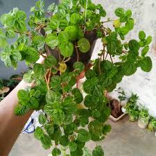 ∙ promo pengguna baru ∙ kurir instan ∙ bebas ongkir ∙ phefoc hcs obat untuk membasmi hama tanaman hias/rumput liar. Tanaman Hias Gantung Creeping Charlie Tanaman Hias Gantung Creeping Charlie Tanaman Gantung Shopee Indonesia