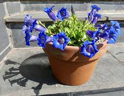 Image result for Gentianaceae