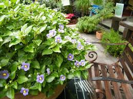 Image result for Chlorophytum affine