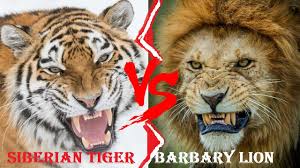 According to a study carried out in the 1990s, its distribution seems to be related to the distribution of its favorite prey. Barbary Lion Vs Siberian Tiger Barbary Lion Vs Siberian Tiger Who Would Win Youtube