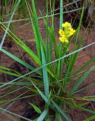 Image result for Alectra sessiliflora