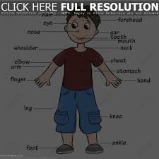 Eyes, a nose, a mouth, legs, arms, hair, ears, body. Body Parts Diagram Quizlet
