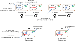 Disillusioned with his shallow new york lifestyle, an aging artist moves to a remote australian island where he seeks fresh inspiration. Gradual Polyploid Genome Evolution Revealed By Pan Genomic Analysis Of Brachypodium Hybridum And Its Diploid Progenitors Nature Communications