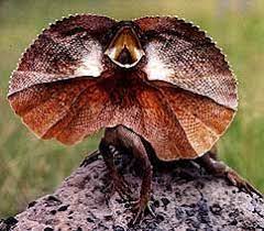130 I Love Frilled Lizards Ideas Frilled Lizard Lizard Reptiles