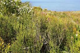 Image result for Montinia