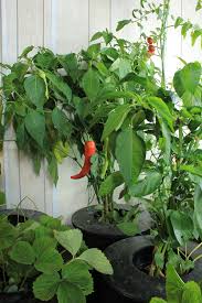 Stream tracks and playlists from hungarian hot wax on your desktop or mobile device. File Hungarian Wax Pepper Img 5672 Jpg Wikimedia Commons