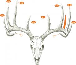 Drawing deer antlers is much like drawing a tree as it begins by drawing the base before branching out smaller narrower arms. Field Judging Whitetail Deer Boone And Crockett Club