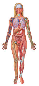 Blank anatomical position diagram human body anatomy. Https Assets Pearsonschool Com Asset Mgr Current 201731 M01 Mart6026 11 Se1 Pdf