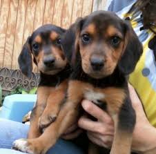 Black And Tan Virginia Foxhound Puppies For Sale Pin On Cuteness
