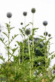 Image result for Echinops longifolius