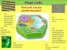 Plant cell parts with food. Cells And Microorganisms Ppt Video Online Download