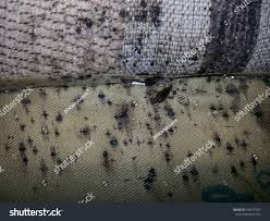 Image result for bed bugs droppings