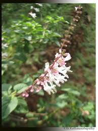 Image result for Orthosiphon thymiflorus