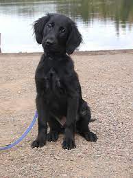 Rebekah L S S Image Retriever Dog Breeds Retriever Puppy