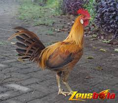 Ayam peru, atau ayam peruvian adalah salah satu jenis ayam yang banyak dimiliki untuk kepentingan adu ayam atau sabung ayam. Beberapa Ciri Ciri Khas Ayam Peru Asli Sampai Waktu Ini S128 Resmi Sabung Ayam Dari Negara Filipina Zeusbola