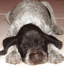 Check spelling or type a new query. Breeder Listing German Wirehaired Pointer Club Of America