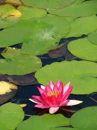 More Reference For My 3d Model Pink Lily Pad Flower By Jamie J Hagen Via Flickr Flowers Lily Pads Pink Lily