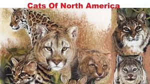 There are 38 species of cats on the planet. Cats Of North America All Wild Cat Species Of North America Youtube