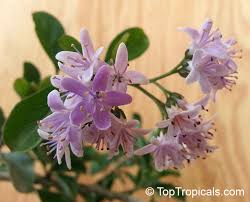 Image result for Ehretia obtusifolia