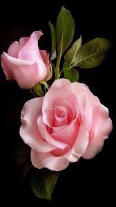 Inspired By Roses Beautiful Roses Beautiful Flowers Love Flowers