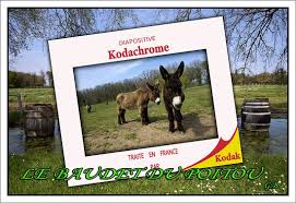 #animalphotobomb #donkey #baudetdonkey #baudet #cuteanimals… Asinerie Du Baudet Du Poitou Picture Of Asinerie Du Baudet Du Poitou Dampierre Sur Boutonne Tripadvisor