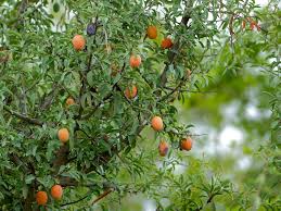 Image result for Ximenia americana