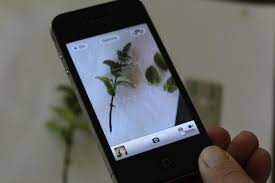 Id Plants And Flowers With The Free Itunes App Leafsnap This Mobile App Uses Visual Recognition Software To Help Identify Gardening Apps Identify Plant Garden