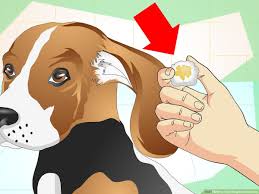 Maybe you would like to learn more about one of these? How To Treat Dog Ear Infections With Pictures Wikihow