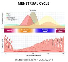 Female Hormone Cycle Images Stock Photos Vectors