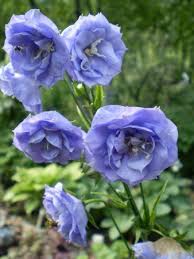 Perennials Campanula Persicifolia La Belle Perennials Flowers Perennials Moon Garden