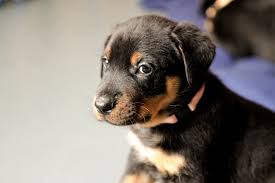 Um einen besseren einblick zu haben, hilft dir dieser artikel zum thema welpen auslauf weiter. 6 Woche Beauceron Welpen E Wurf Wir Gehen Raus Bio Tiernahrung Fur Hunde