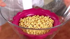 Di hari ketiga, kecambah kacang kedelai sudah mulai menampakkan pertumbuhannya. Cara Membuat Tauge Dari Kacang Kedelai Untuk Pemula Dilengkapi Gambar Arafuru