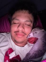 Toulouse gosling with slipped tendon in leg