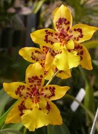 Pin By Alyssa Bunch On Orchids Oncidium Orchids Orchids Oncidium