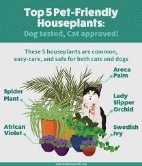 Providing a safe plant for your cat to nibble may keep it from destroying your other plants. Houseplants Safe For Cats And Dogs Fix Com