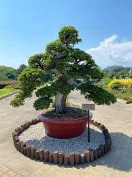 It is hardy in usda zones 2 through 9 and has a moderate growth rate. Bonsai About 10ft Tall I Saw At The Local Garden Bonsai