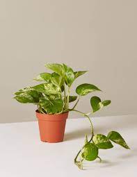 Easy to grow flowers need hardly any care. The Best And Easiest Indoor Houseplants That Won T Die On You