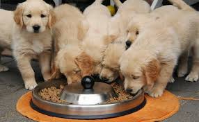 Review how much golden retriever puppies for sale sell for below. Golden Retriever Puppies Must Know Facts And Traits Petmoo