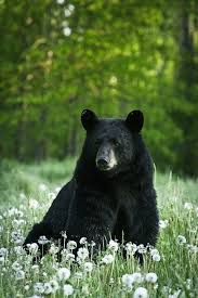 Black Bear Population By State 2019 Black Bear Bear Spirit Animal Black Bear Animals Beautiful
