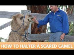 Camels have an unmistakable silhouette, with their humped back, short tail, long, slim legs, and a neck that dips downward and rises to a small, narrow head. Camel Training Tip Haltering A Scared Camel Youtube