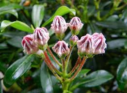 Laurel plants grow up to 10 feet in height, which can cause problems in some areas of the yard where they are shading grass or ornamental plants. Gardening 101 Mountain Laurel Gardenista