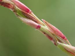 Image result for Chrysopogon