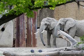 We did not find results for: Slow Tv Aus Dem Basler Zoo News Srg Deutschschweiz