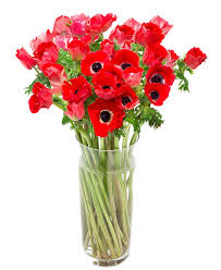 We did not find results for: Fortnightly Flower Delivery Anemones Red