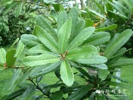 Image result for Brexia madagascariensis